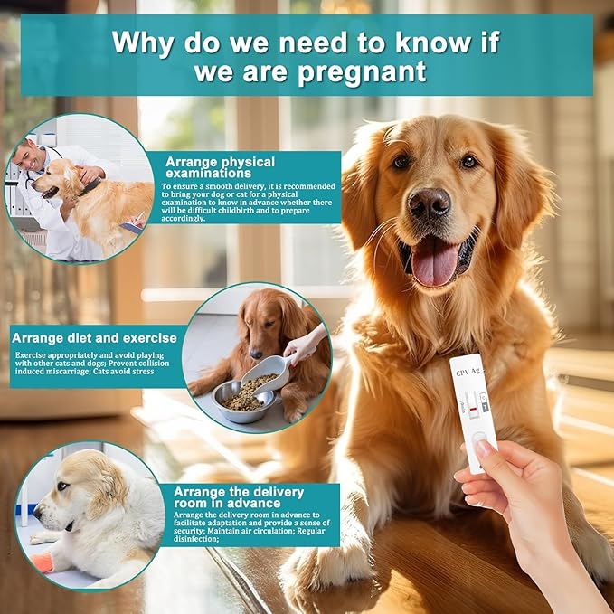 Dog & Cat Pregnancy Test Kit - 98.8% Accurate Urine Test, 2-Count with 10-Minute Results for Early Detection